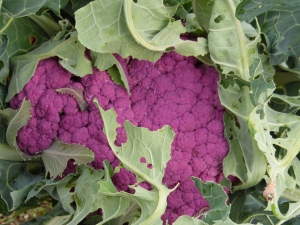 Purple Cauliflower - it's huge!